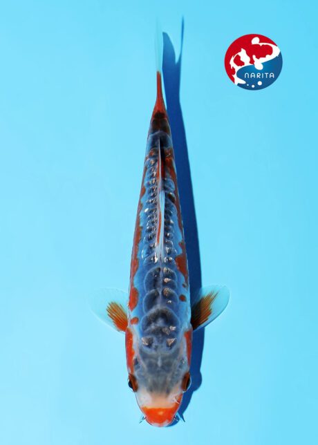 No1-16    Narita    Miyatora      Doitsu Ginrin Shusui    15cm