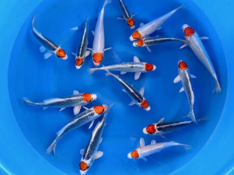 Saito01 Saito Tateshita Tancho Kujaku & Tancho Sakura Ogon 22-28cm