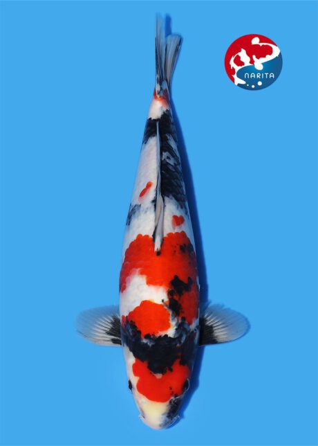 No1-20    Narita   Isa    Showa  35cm