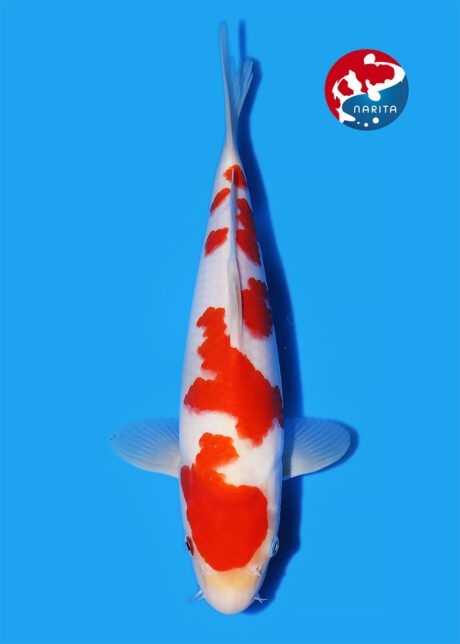 No1-19    Narita   Hoshikin   Kohaku   28cm