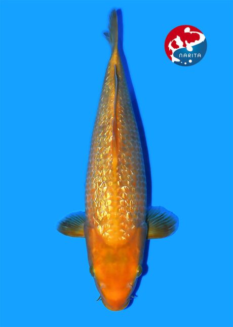 No1-21    Narita   Taniguchi   Golden Corn   36cm     VERKAUFT