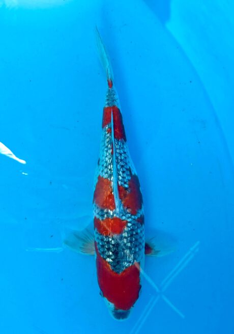 Koda30      Koda   Ginrin Goshiki   35cm