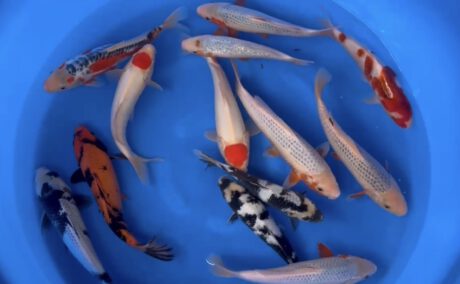 Hosk101    Hosokai   HQ Jumbo Tosai mix     27-32cm