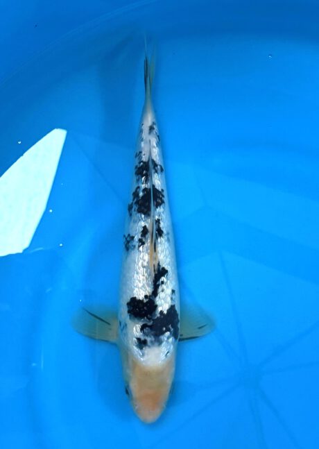 Mom04 Momotaro Tateshita Jumbo Tosai Ginrin Shiro Bekko 32cm