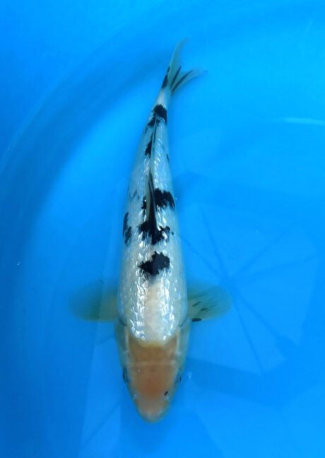 Mom03     Momotaro  Tateshita   Jumbo Tosai     Ginrin Shiro Bekko     33cm