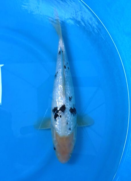 Mom08    Momotaro  Tateshita   Jumbo Tosai     Ginrin Shiro Bekko     34cm