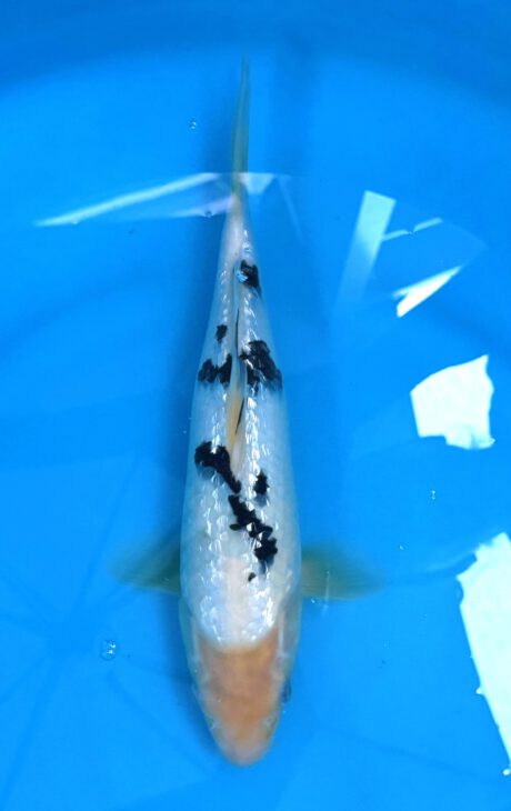 Mom05 Momotaro Tateshita Jumbo Tosai Ginrin Shiro Bekko 32cm VERKAUFT