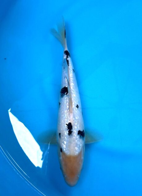 Mom06 Momotaro Tateshita Jumbo Tosai Ginrin Shiro Bekko 34cm