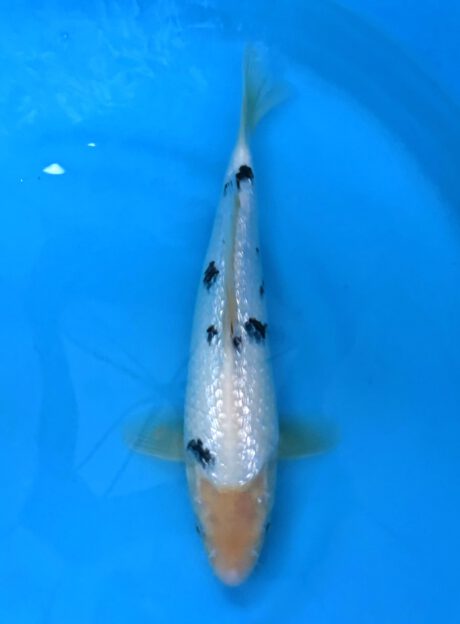 Mom07 Momotaro Tateshita Jumbo Tosai Ginrin Shiro Bekko 36cm