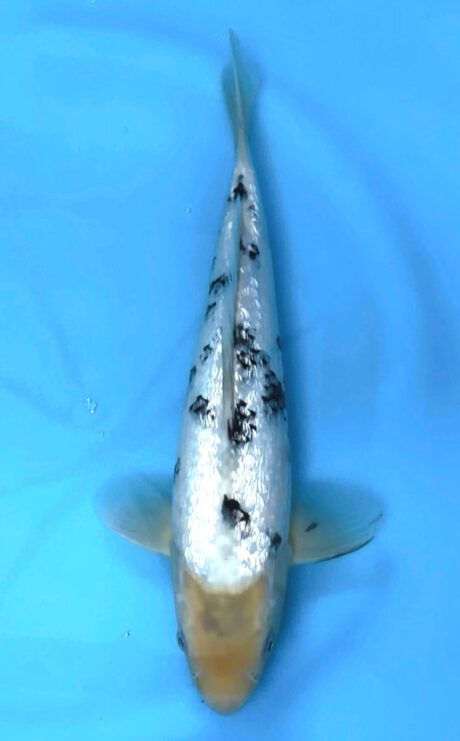 Mom02     Momotaro  Tateshita   Jumbo Tosai     Ginrin Shiro Bekko     31cm