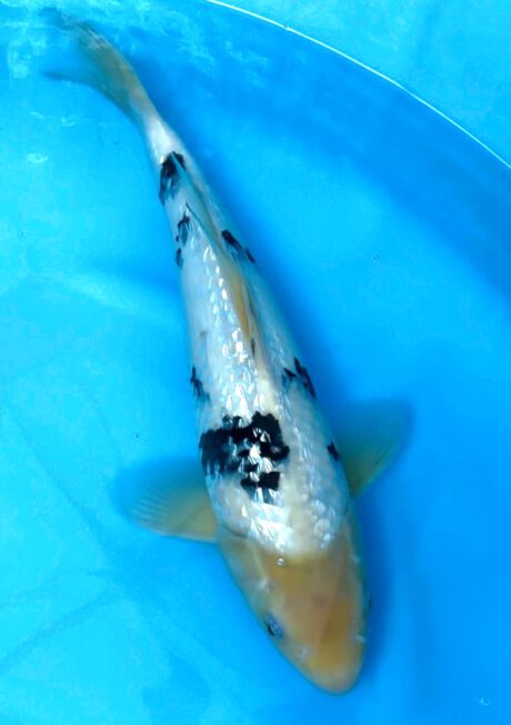 Mom01     Momotaro  Tateshita   Jumbo Tosai     Ginrin Shiro Bekko     36cm