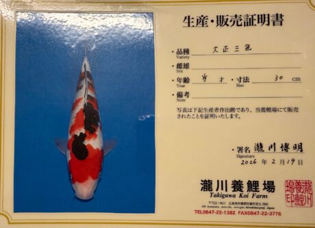 Taki12   Takigawa     Tateshita  Jumbo Tosai     Sanke   32cm