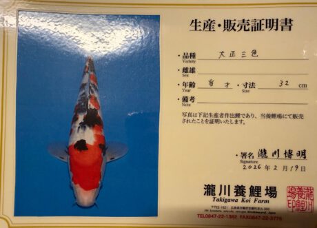 Taki09    Takigawa     Tateshita  Jumbo Tosai     Sanke   34cm