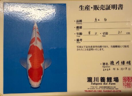Taki02   Takigawa  Tateshita  Jumbo Tosai      Kohaku  33cm