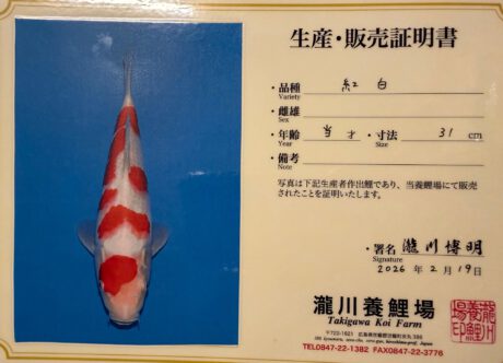 Taki01   Takigawa  Tateshita  Jumbo Tosai     Kohaku   32cm