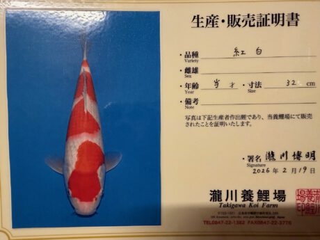 Taki03   Takigawa  Tateshita  Jumbo Tosai   Kohaku   33cm