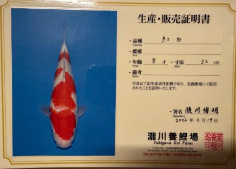 Taki04   Takigawa  Tateshita  Jumbo Tosai    Kohaku   34cm