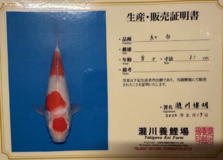 Taki07   Takigawa  Tateshita  Jumbo Tosai   Kohaku  33cm