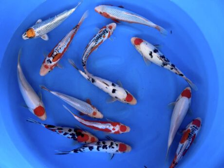 Hosk102 Hosokai VHQ Tosai Tancho/Maruten mix 23-30cm