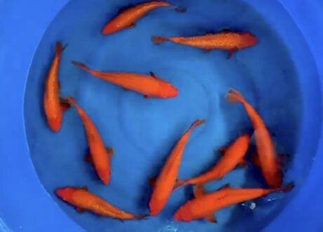 Ogata1001 Taihoi Blutlinie Benigoi 30+cm