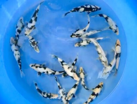 Ogata100 Omosako Blutlinie Shiro Utsuri 20-25cm