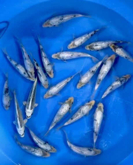 Omo100 Omosako Ginrin Shiro Utsuri 20-25cm