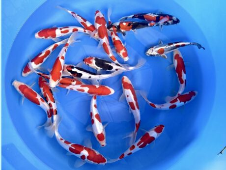 Kaw0102 Kawakami Doitsu Kohaku Beni Kumonryu 22-26cm