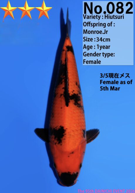 Dain41    Dainichi   Hi Utsuri   34cm