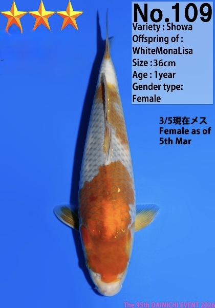 Dain40    Dainichi   Showa  36cm