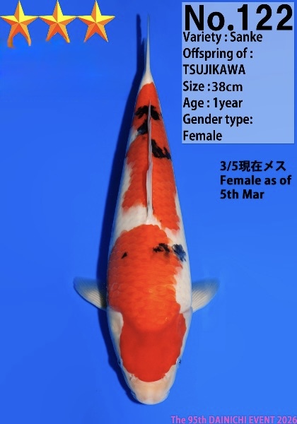 Dain39   Dainichi    Sanke   38cm