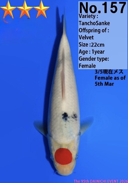 Dain38    Dainichi   Tancho Sanke  22cm