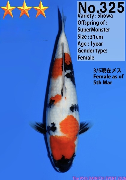 Dain42    Dainichi   Showa  31cm