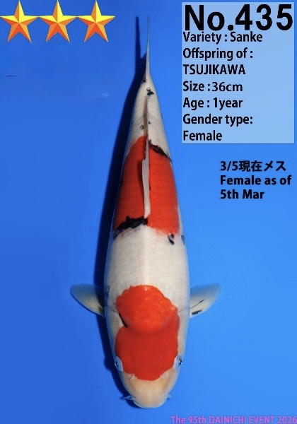 Dain43   Dainichi    Sanke   36cm