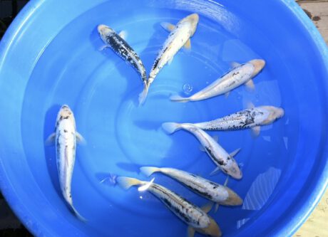 Tkt018 Takatasu Kumonryu 32-38cm