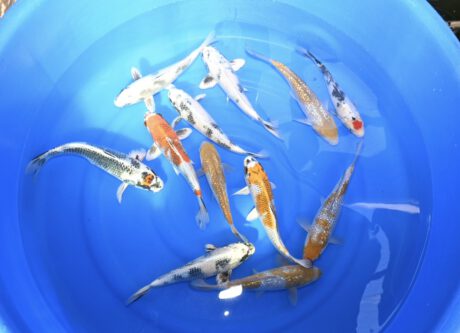 Tkt030 Takatasu Mix 28-32cm