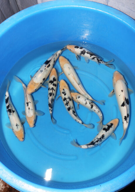 Ooy021 Ooya Shiro Bekko / GR Bekko 28-39cm