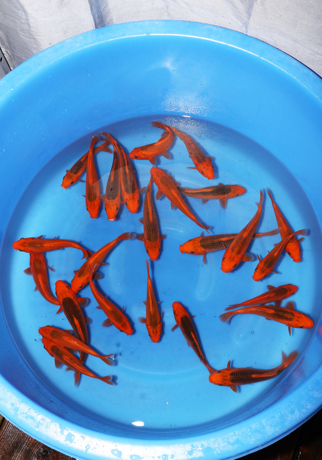 Ooy032 Ooya Aka Matsuba 17-24cm