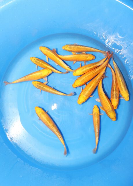 Izu103 Izumiya Kin Ki Matsuba 24-30cm