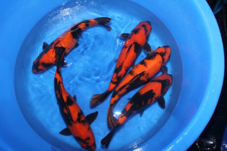 Shi075 Shinoda Hi Utsuri 45-50cm