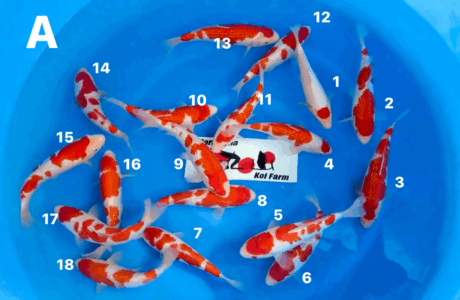 Mry100 Maruyama HQ Kohaku / Gr Kohaku 23-28cm