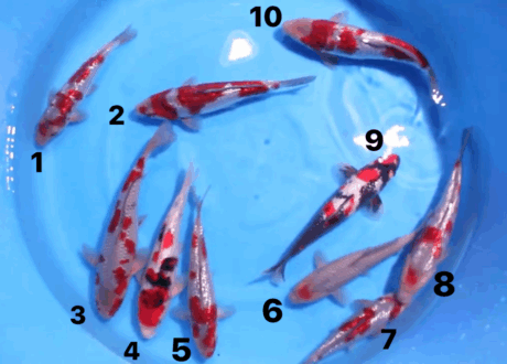 Shi0105 Shinoda GR Ochiba / Ochiba , Showa 25-30cm