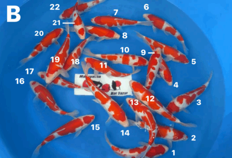 Mry101 Maruyama HQ Kohaku 23-30cm