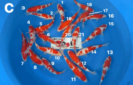 Mry102 Maruyama HQ Kohaku 23-30cm