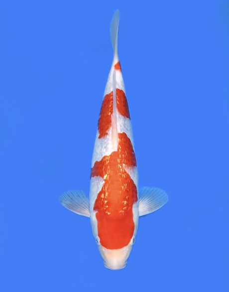 Momo37 Momotaro Ginrin Kohaku 29cm (in Azukari)