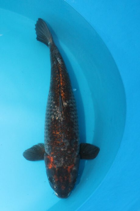 Kob003    Kobayashi     Ginrin Dark Ochiba Shigure 62cm