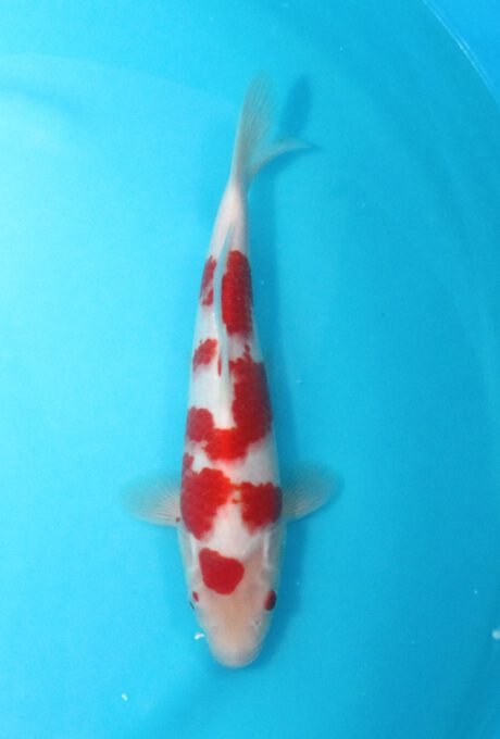 Izu051 Izumiya Kohaku 28cm