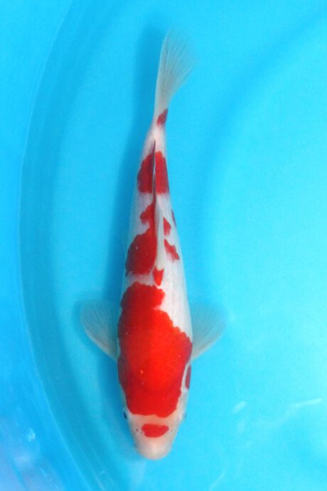 Tor002     Torazo   Tosai   Kohaku    28cm