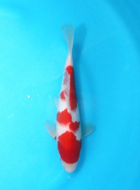 Tor003    Torazo   Tosai   Kohaku    25cm