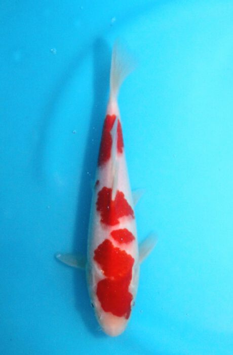 Tor004    Torazo   Tosai   Kohaku    25cm