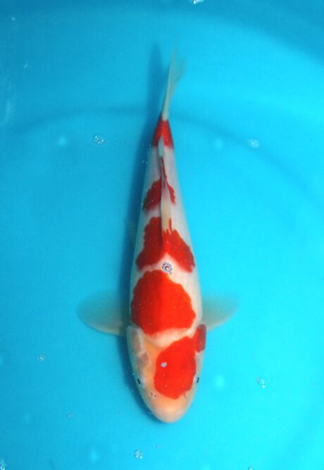 Tor005     Torazo   Tosai   Kohaku    29cm